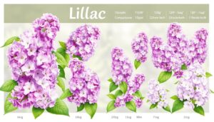 how big are lilacs