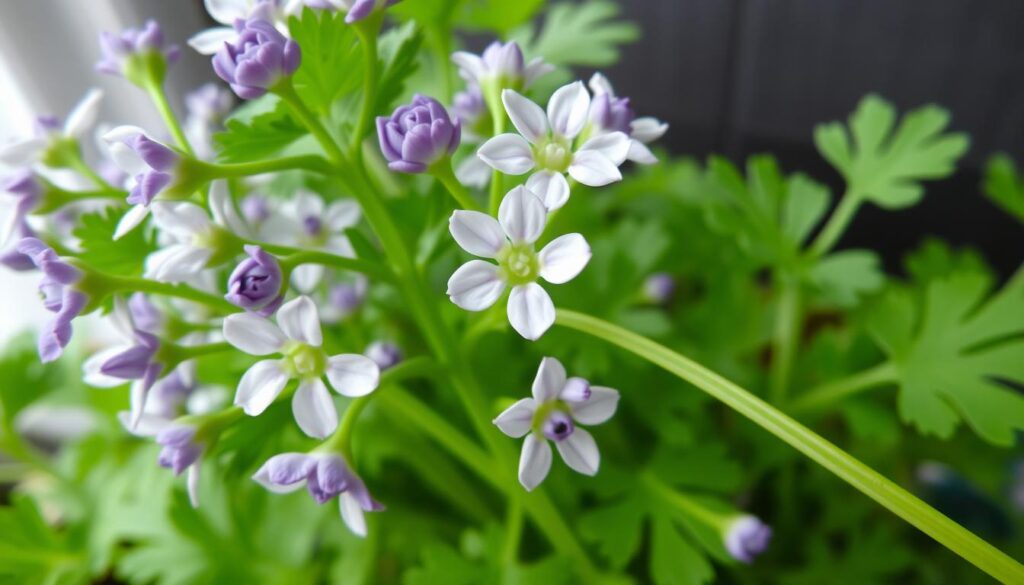 Cilantro Flowering Process